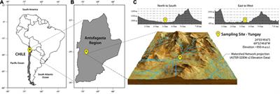 Influence of Physical-Chemical Soil Parameters on Microbiota Composition and Diversity in a Deep Hyperarid Core of the Atacama Desert